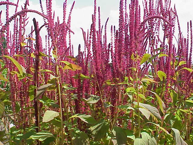 Red amaranth: Species : Amaranthus cruentus Family : Amaranthaceae Image No. 2