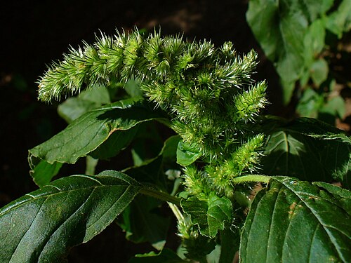 Slim amaranth: Amaranthus hybridus , Amaranthaceae, Smooth Amaranth, Smooth Pigweed, Red Amaranth, Slim Amaranth, inflorescence. Karlsruhe, Germany.