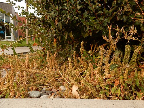 Slim amaranth: Smooth amaranth growing along a sidewalk under a Cotoneaster lucidus hedge. This area shows evidence of being sprayed with herbicide. The stems in this small po