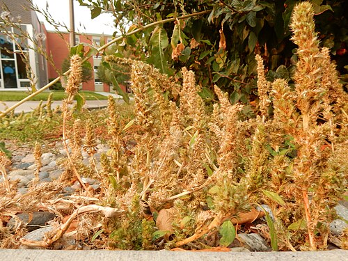 Slim amaranth: Smooth amaranth growing along a sidewalk under a Cotoneaster lucidus hedge. This area shows evidence of being sprayed with herbicide. The stems in this small po