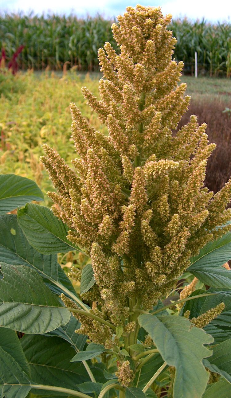 Slim amaranth: grüner Amarant, Sorte Bärnkrafft