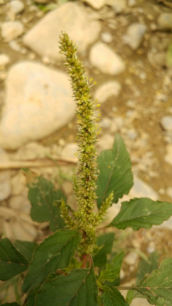 Slim amaranth (Amaranthus hybridus)