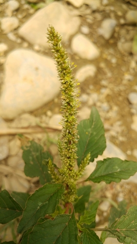 Slim amaranth (Amaranthus hybridus)