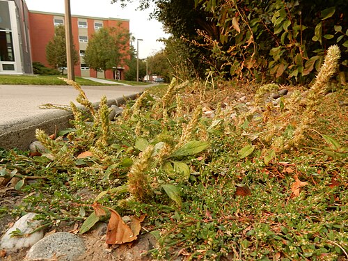 Slim amaranth: Smooth amaranth growing along a sidewalk under a Cotoneaster lucidus hedge. This area shows evidence of being sprayed with herbicide. The stems in this small po
