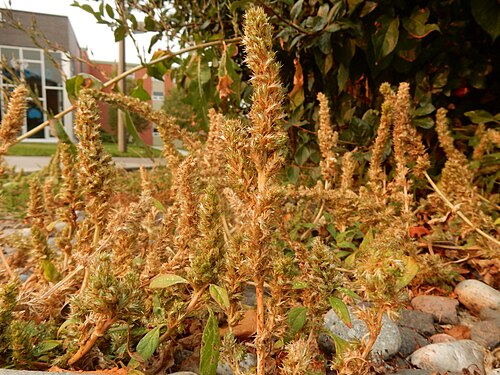 Slim amaranth: Smooth amaranth growing along a sidewalk under a Cotoneaster lucidus hedge. This area shows evidence of being sprayed with herbicide. The stems in this small po