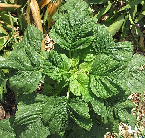 Slim amaranth: A green leafy vegetable, commonly eaten in the tropics. Here in Pemba town of Mozambique. Local name: "nyewe" . Probably Amaranthus hybridus.