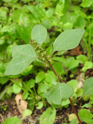 Slim amaranth (Amaranthus hybridus)