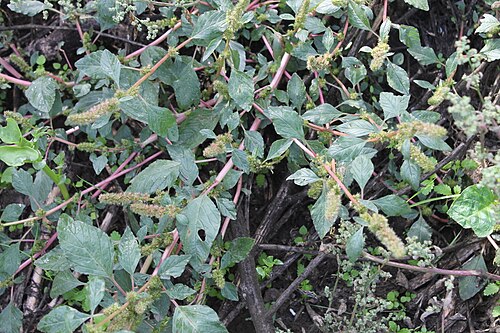 Slim amaranth: Amaranthus hybridus