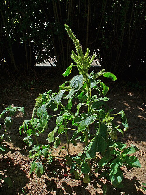 Slim amaranth: Amaranthus hybridus , Amaranthaceae, Smooth Amaranth, Smooth Pigweed, Red Amaranth, Slim Amaranth, habitus. Karlsruhe, Germany.