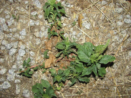 Slim amaranth (Amaranthus hybridus)