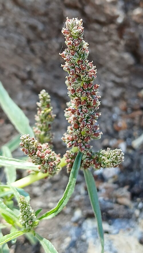 African amaranth: African amaranth ( Amaranthus muricatus ) in Italy