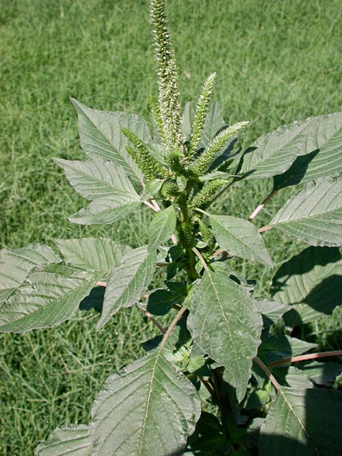 Carelessweed: Amaranthus palmeri , pigweed, photographed in Phoenix, Arizona