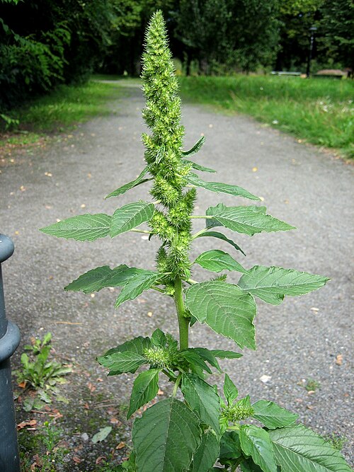 Common amaranth: Amaranthus retroflexus