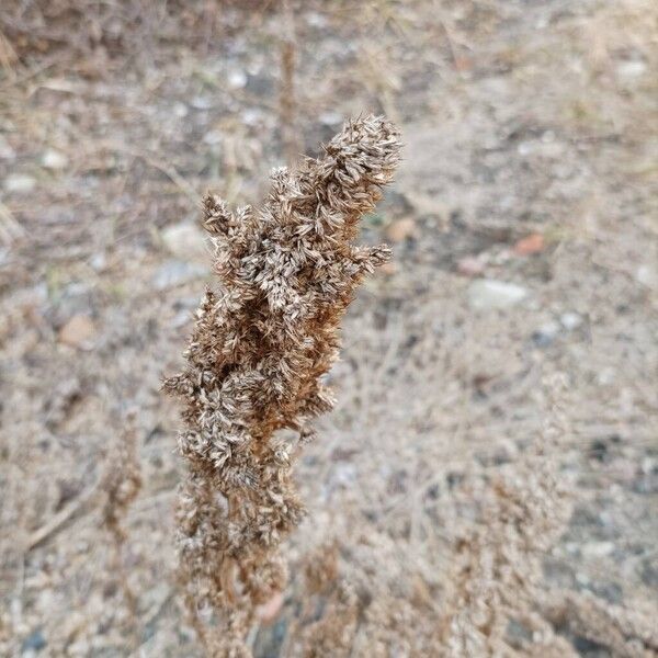 Common amaranth (Amaranthus retroflexus)