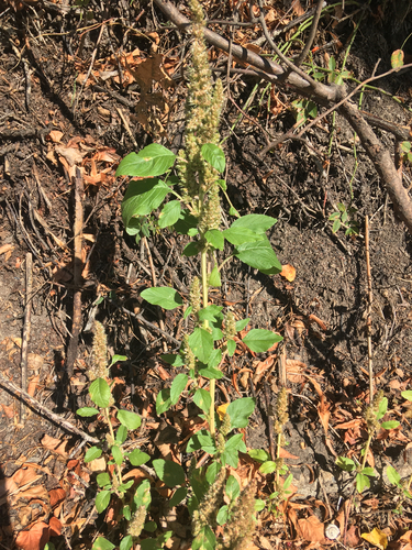 Common amaranth (Amaranthus retroflexus)