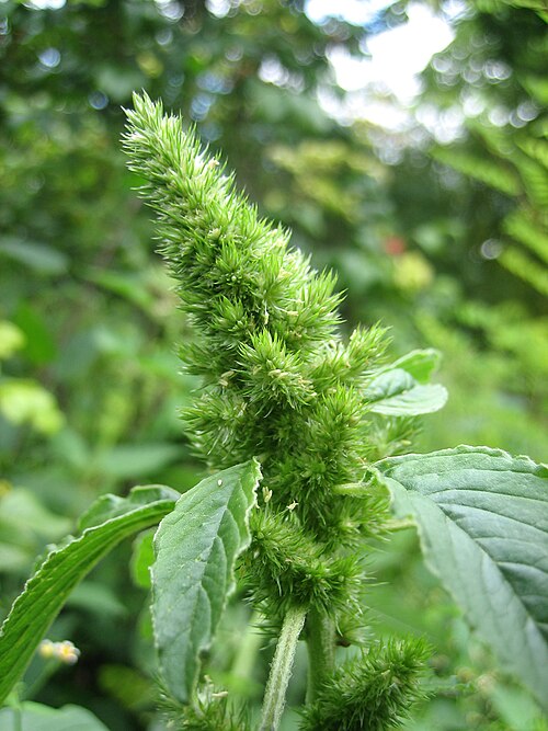 Common amaranth: Amaranthus retroflexus