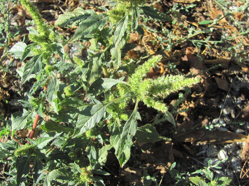 Common amaranth (Amaranthus retroflexus)