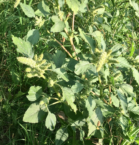 Common amaranth (Amaranthus retroflexus)