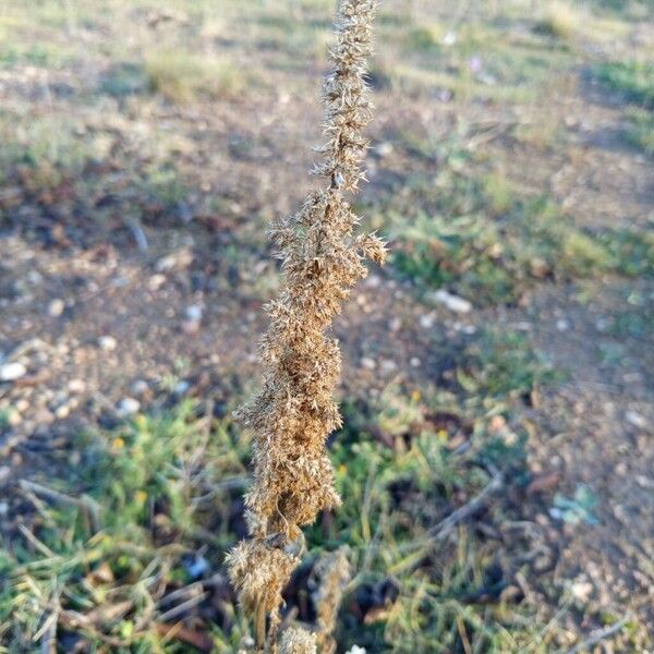 Common amaranth (Amaranthus retroflexus)