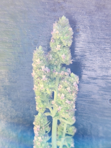 Common amaranth (Amaranthus retroflexus)