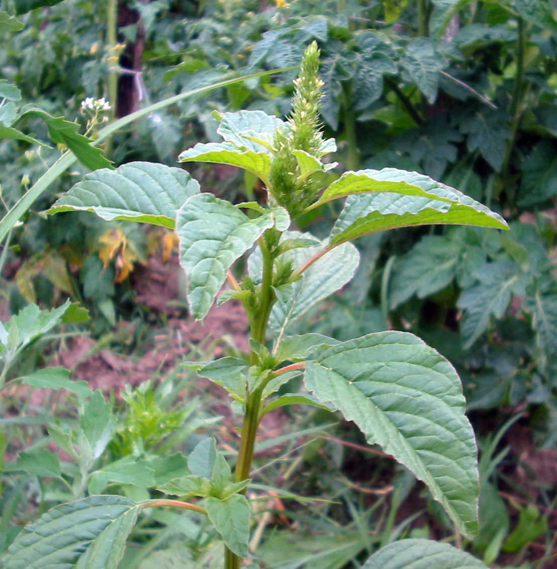 Common amaranth: ştir