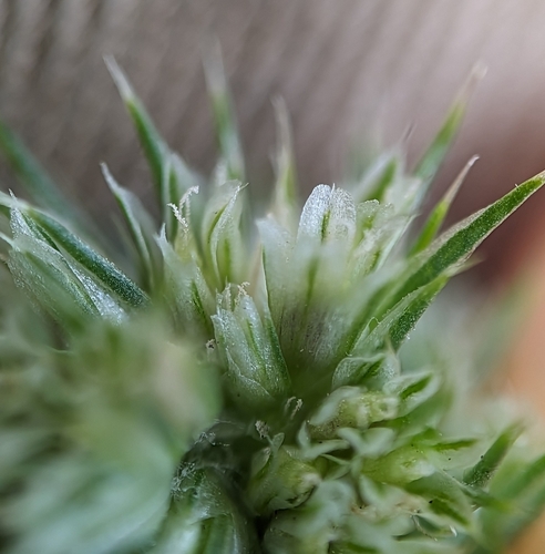 Common amaranth (Amaranthus retroflexus)
