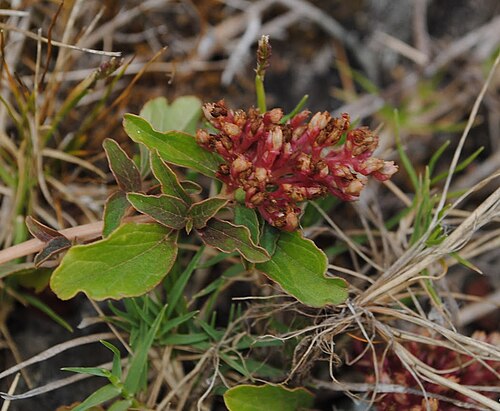Amaranthus rosengurttii: Amaranthus rosengurttii . Amaranthaceae. Fotos tomadas sobre suelo rocoso en las Sierras de Carapé, departamento de Rocha, Uruguay.