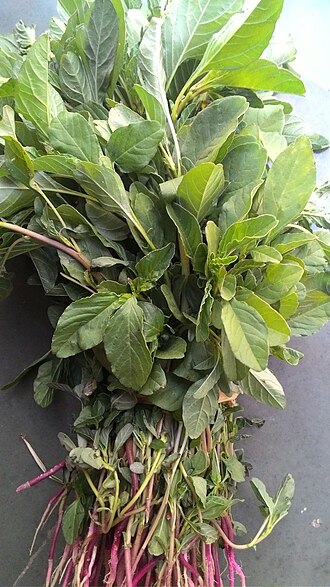 Amaranthus roxburghianus: पालेभाजी_ तांदळी_सीईई _मजको