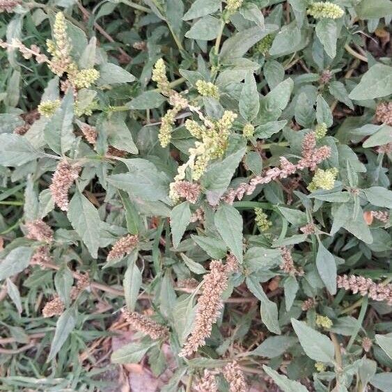Amaranthus scandens (Amaranthus scandens)