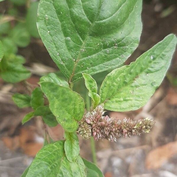 Amaranthus scandens (Amaranthus scandens)