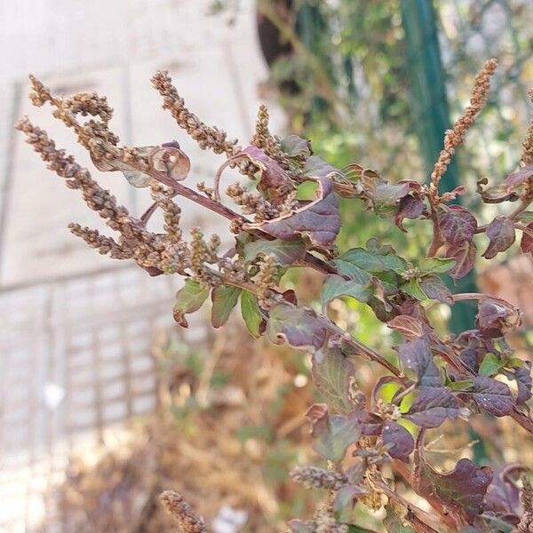 Amaranthus scandens (Amaranthus scandens)