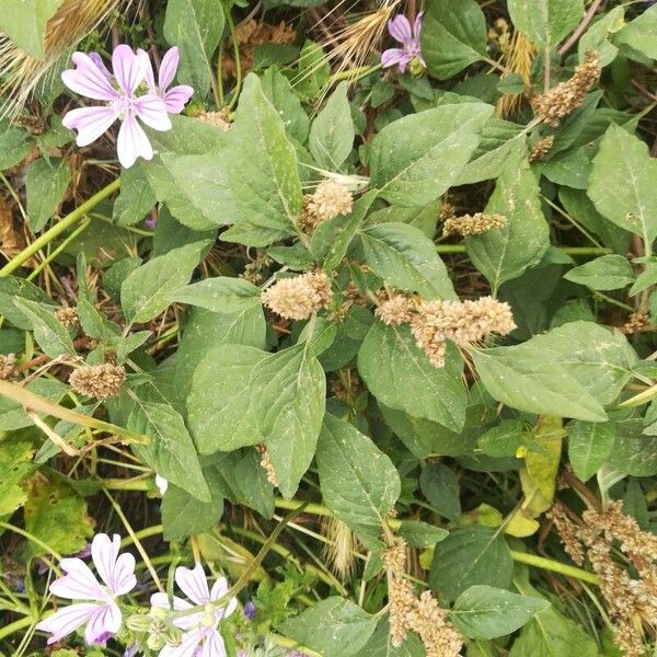 Amaranthus scandens (Amaranthus scandens)