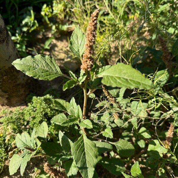 Amaranthus scandens (Amaranthus scandens)