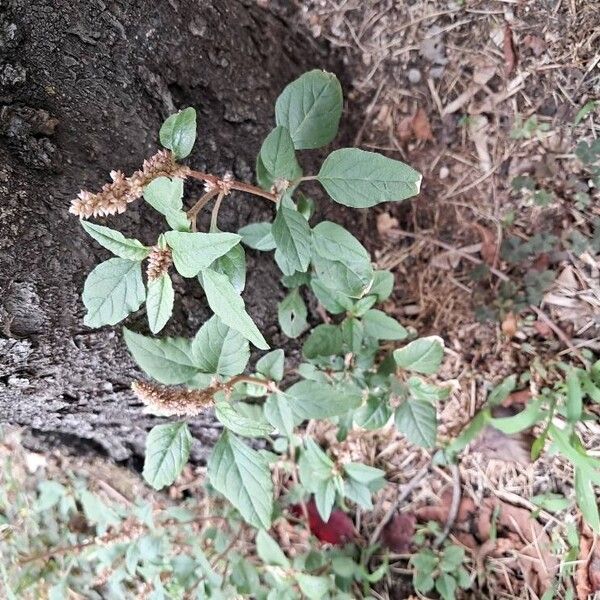 Amaranthus scandens (Amaranthus scandens)