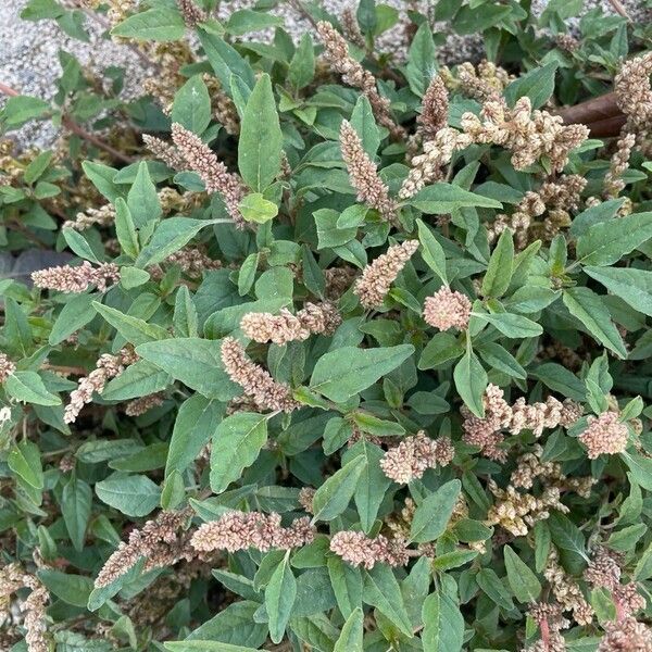 Amaranthus scandens (Amaranthus scandens)