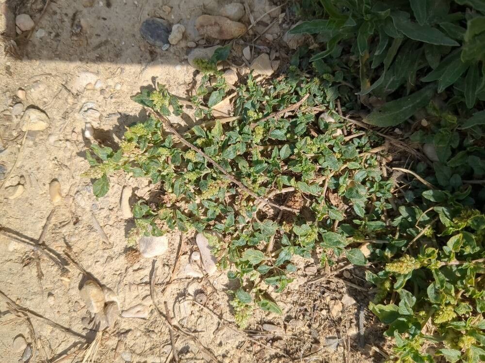 Amaranthus scandens (Amaranthus scandens)
