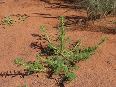 Amaranthus schinzianus (Amaranthus schinzianus)