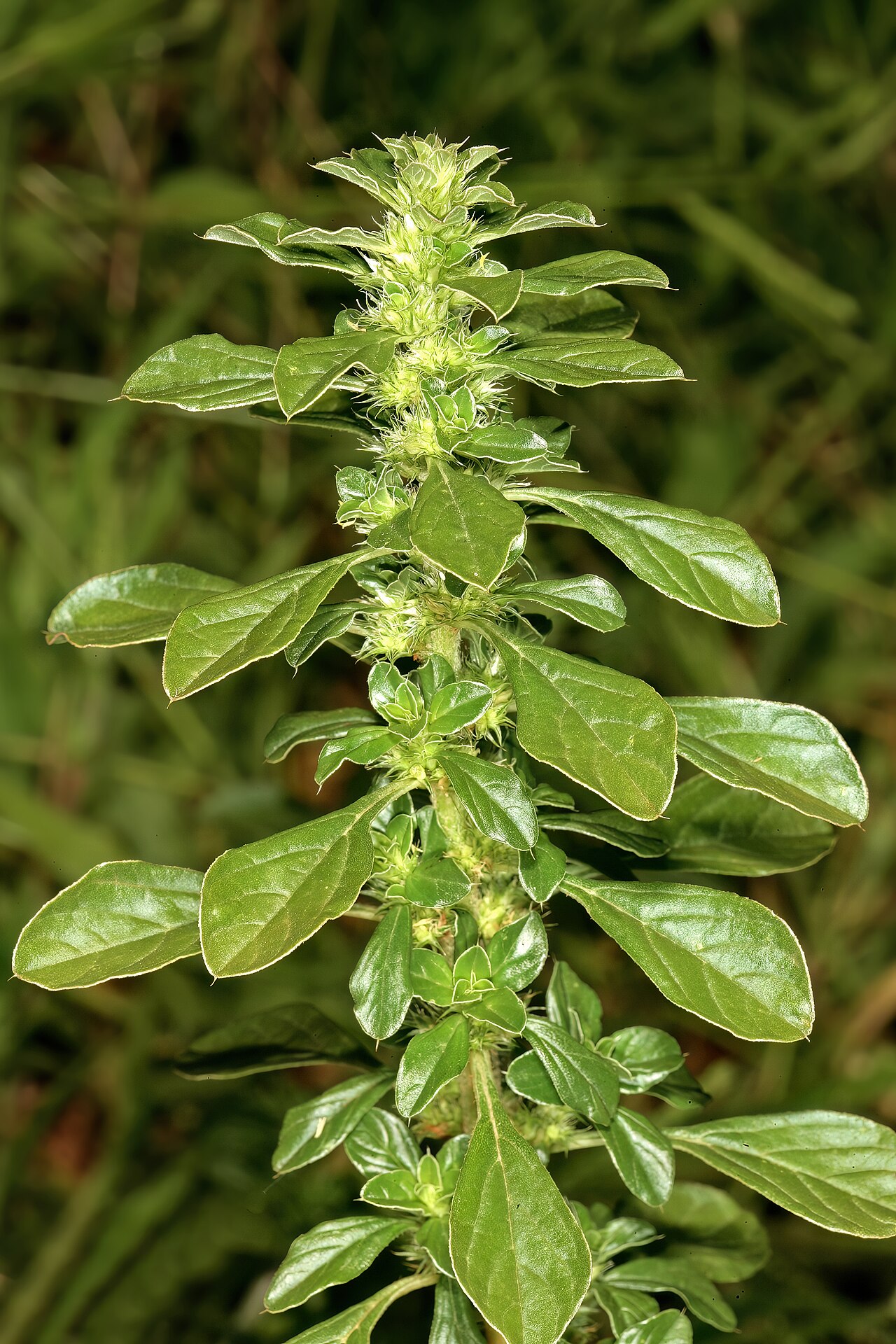 Thunberg's amaranthus: Amaranthus thunbergii , shoot showing flowers in axillary clusters; old cultivated field, University of Pretoria Experimental Farm, Hillcrest, Pretoria, Gauteng