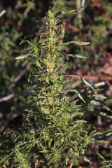 Thunberg's amaranthus (Amaranthus thunbergii)