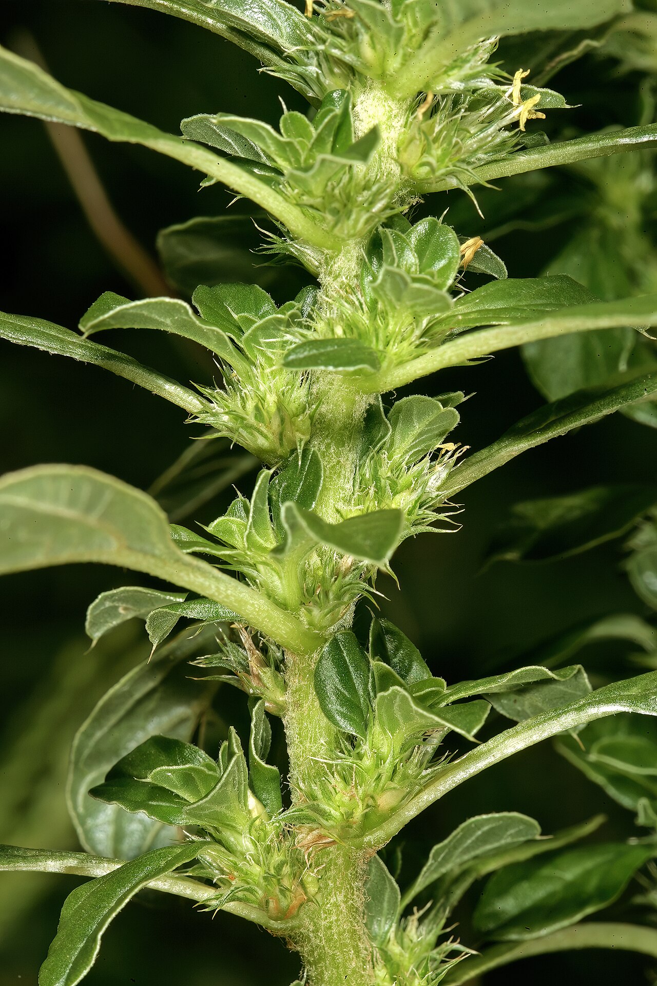 Thunberg's amaranthus: Amaranthus thunbergii , shoot showing flowers in axillary clusters; old cultivated field, University of Pretoria Experimental Farm, Hillcrest, Pretoria, Gauteng