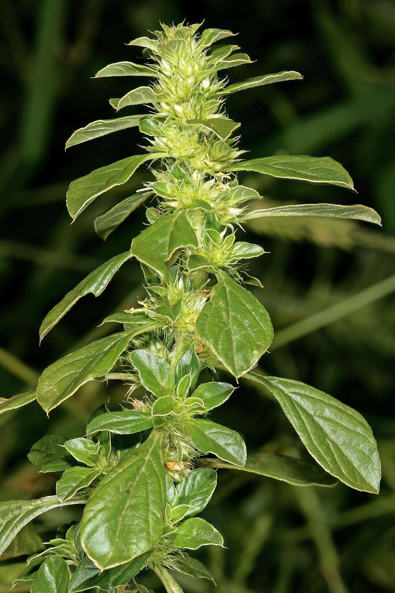 Thunberg's amaranthus: Amaranthus thunbergii , shoot showing flowers in axillary clusters; old cultivated field, University of Pretoria Experimental Farm, Hillcrest, Pretoria, Gauteng