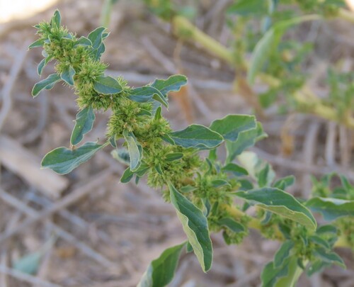 Thunberg's amaranthus (Amaranthus thunbergii)