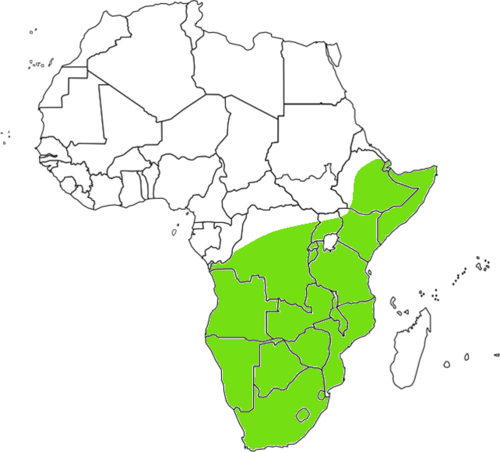 Thunberg's amaranthus: approximate native range of Amaranthus thunbergii . The map is constructed using a list of countries where it occurs. The species range could be much more speci