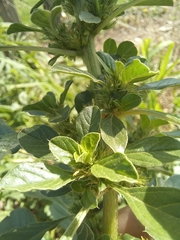 Thunberg's amaranthus (Amaranthus thunbergii)