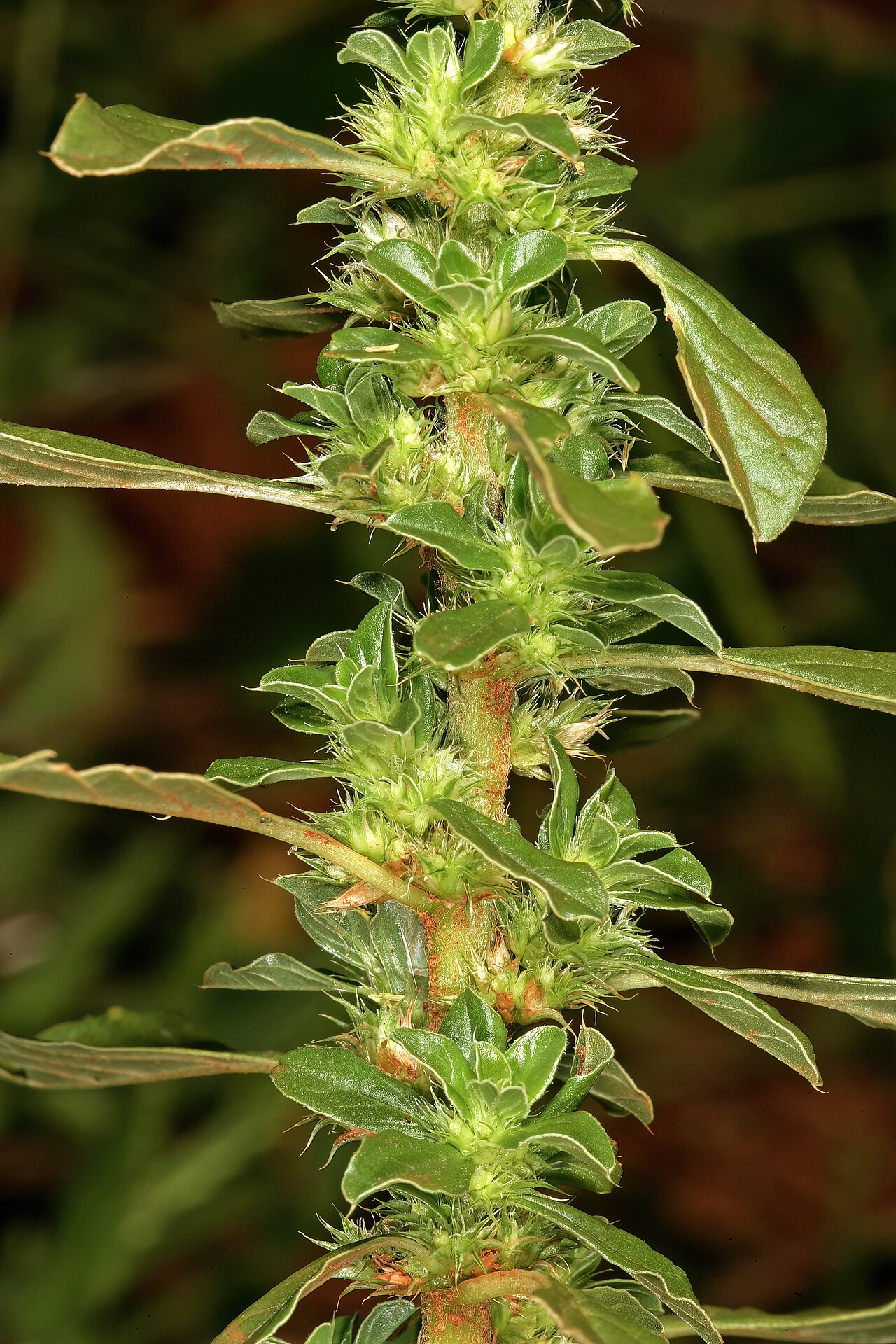 Thunberg's amaranthus: Amaranthus thunbergii , shoot showing flowers in axillary clusters; old cultivated field, University of Pretoria Experimental Farm, Hillcrest, Pretoria, Gauteng