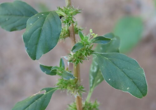 Thunberg's amaranthus (Amaranthus thunbergii)