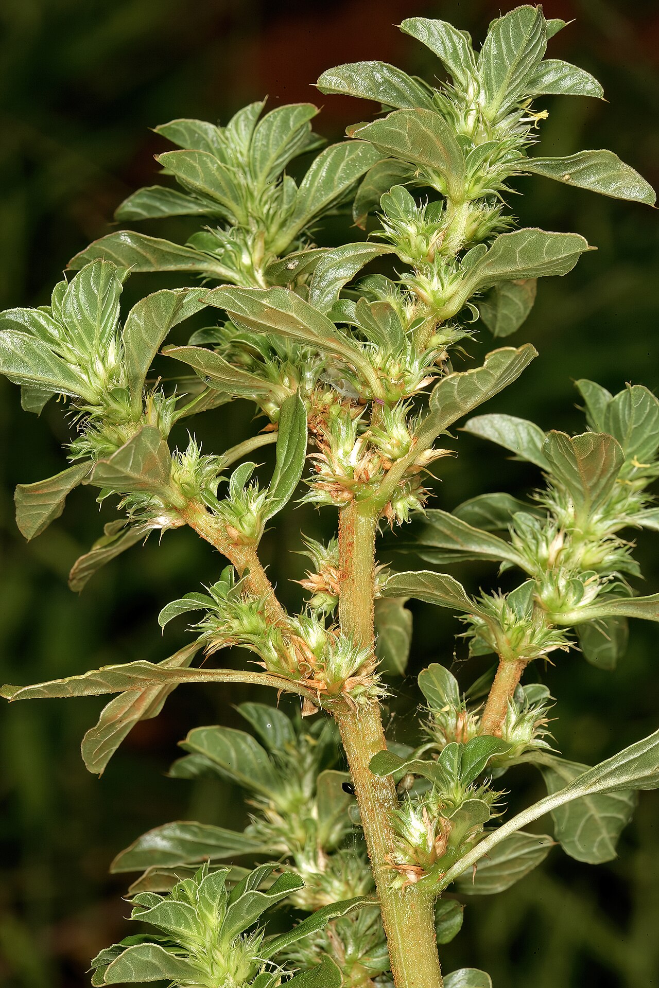 Thunberg's amaranthus: Amaranthus thunbergii , shoot showing flowers in axillary clusters; old cultivated field, University of Pretoria Experimental Farm, Hillcrest, Pretoria, Gauteng