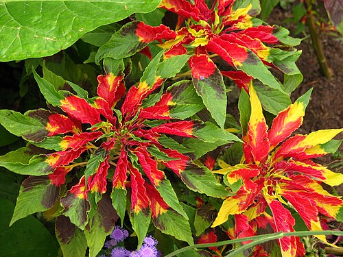 Joseph's-coat: Flower beds in park Kolomenskoye ( Moscow ).