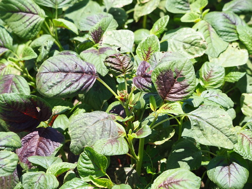 Joseph's-coat (Amaranthus tricolor)