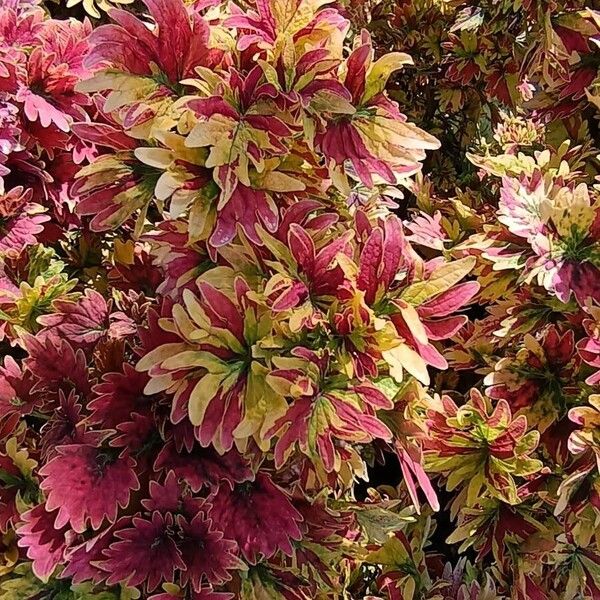Joseph's-coat (Amaranthus tricolor)